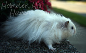 Powderpuff- Extreme Dilute Black Eyed Cream Black Longhaired